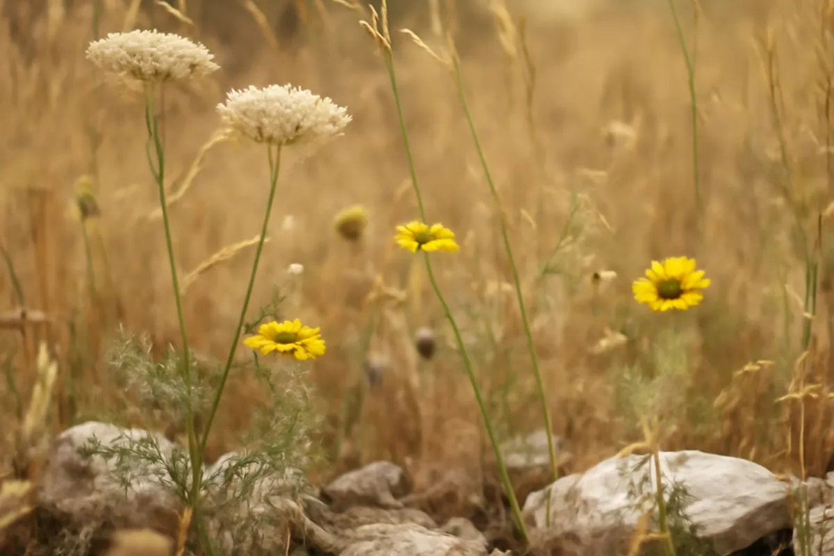 Faune sauvage de la Drôme : observer sans déranger — vue 2